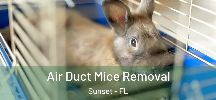 Air Duct Mice Removal Sunset - FL